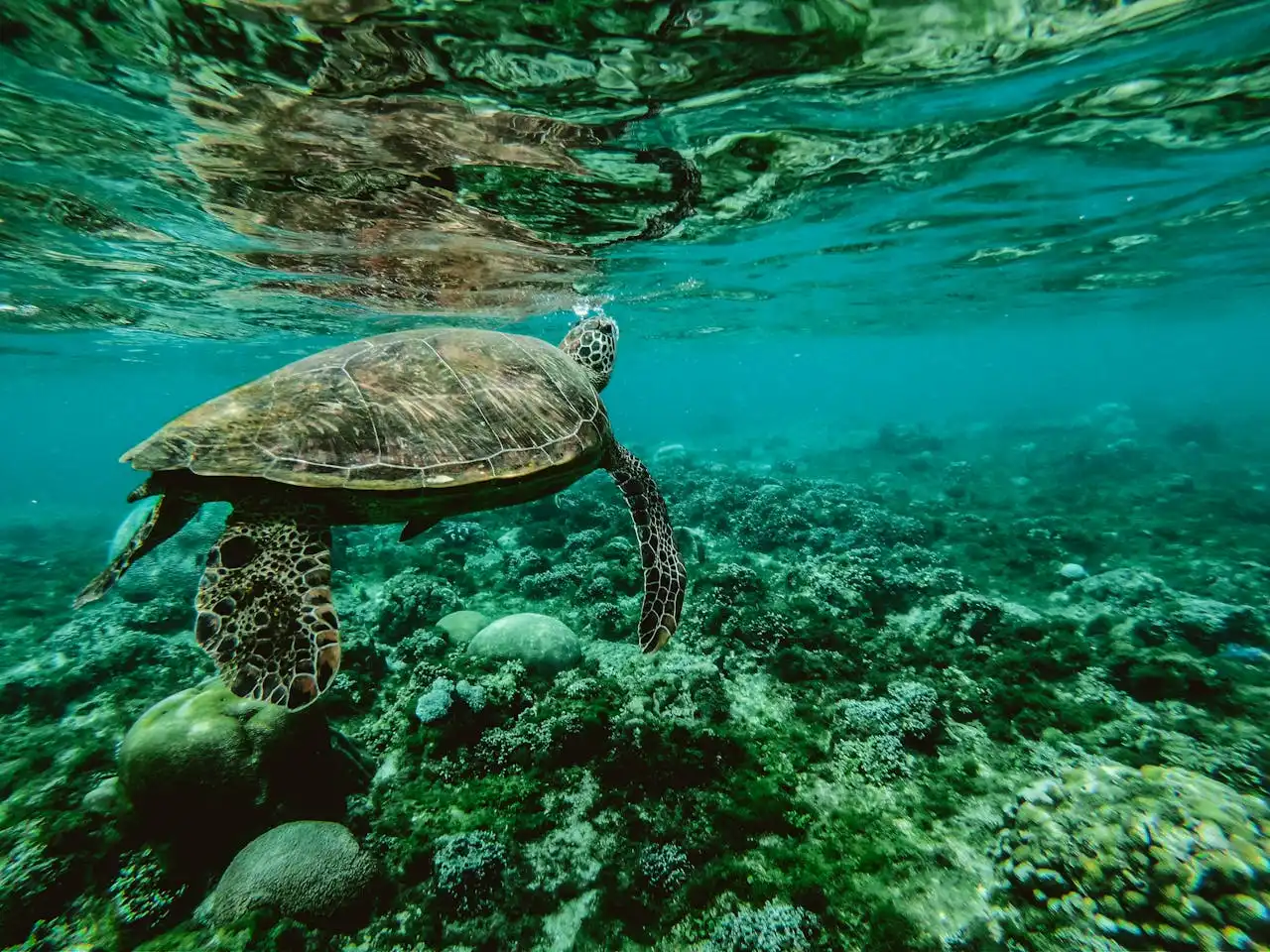 Turtle breathing on the surface swimming above corals Marine Wildlife | Picture by Belle Co: https://www.pexels.com/de-de/foto/foto-einer-schildkrote-unter-wasser-847393/