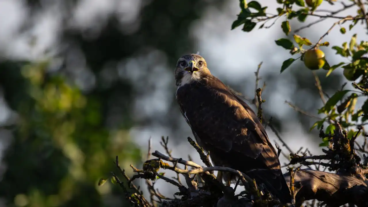 Eagle sitting on a tree in morning sun Wildlife Areas in the Americas | Picture by Florian Eckerle: https://www.pexels.com/de-de/foto/natur-vogel-sommer-wald-27067365/