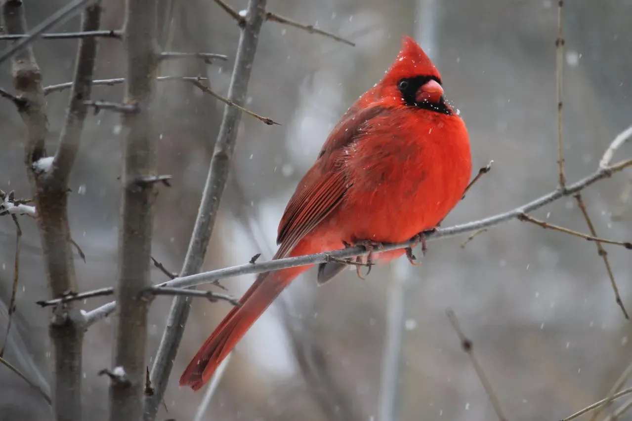 Wildlife Photography picture of a red bird on a tree in snow forrest | Picture by Harvey Reed: https://www.pexels.com/de-de/foto/roter-kardinalvogel-auf-ast-905248/