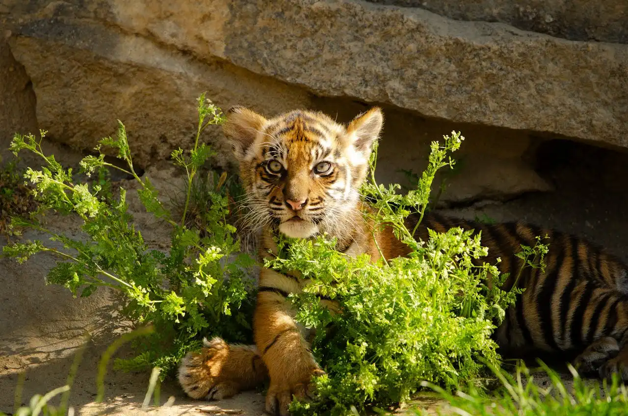 Secret Spots in Asia baby tiger below a rock with grass in sunlight | Picture by Leon Aschemann: https://www.pexels.com/de-de/foto/natur-tier-niedlich-suss-23356222/