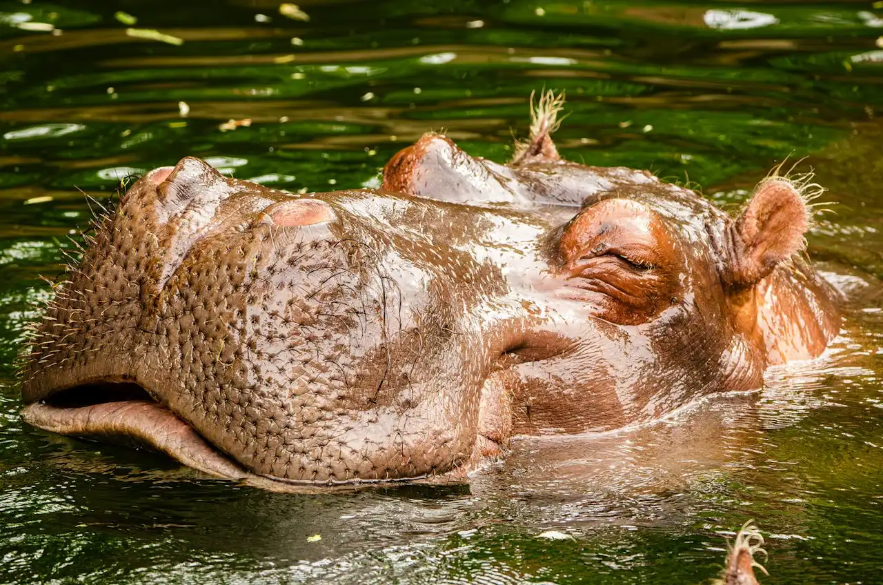 Wildlife Sanctuaries smiling hippo in the water with closed eyes | Picture by Leon Aschemann: https://www.pexels.com/de-de/foto/natur-wasser-sommer-entspannen-27938516/