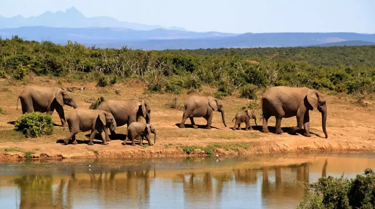 Hidden Gems Africa elefant family in a savanna near a river with mountains on the horizon | Picture by Pixabay: https://www.pexels.com/de-de/foto/7-elefanten-die-tagsuber-neben-gewassern-laufen-59989/