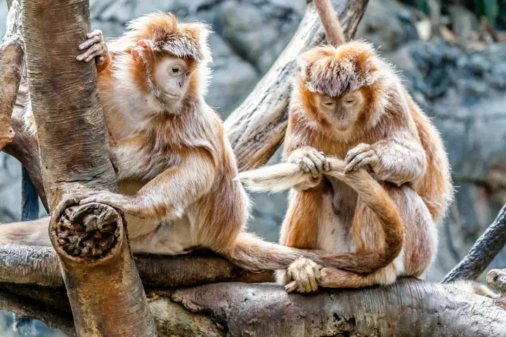 Wildlife monkeys on a tree grooming | Picture by Nicholas Santasier